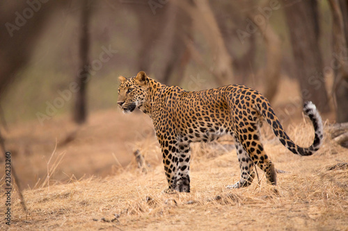 Indian leopard,  Panthera pardus fusca, Jhalana, Rajasthan, India. photo