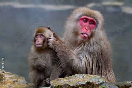 Japanese Snow Monkeys grooming near the thermal hot spring waters in Jigokudani, Japan © Steve Azer
