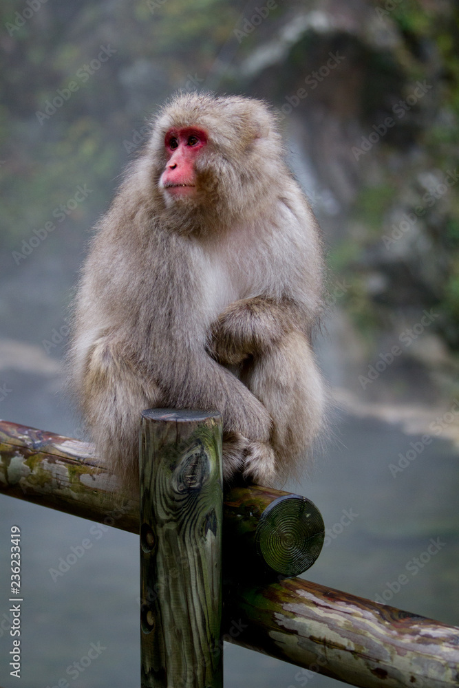 Japanese Snow Monkey near the Yokoyu River Thermal Hot Springs in Japan