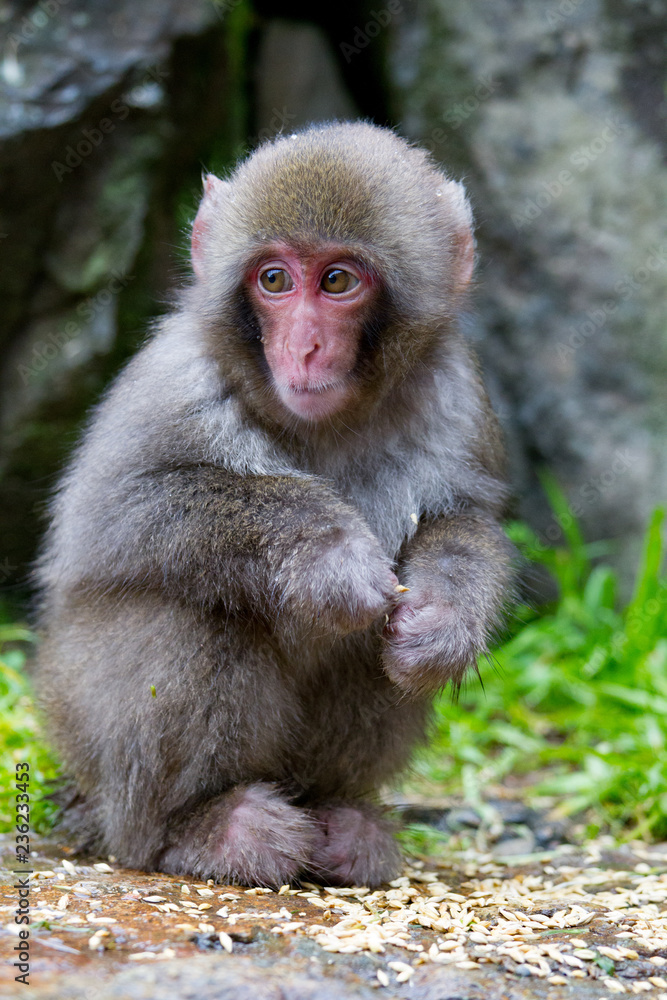 Naklejka premium Baby Japanese Snow Monkey Macaque in Jigokudani, Japan