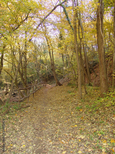 Sentiero in autunno nel parco del Curone photo