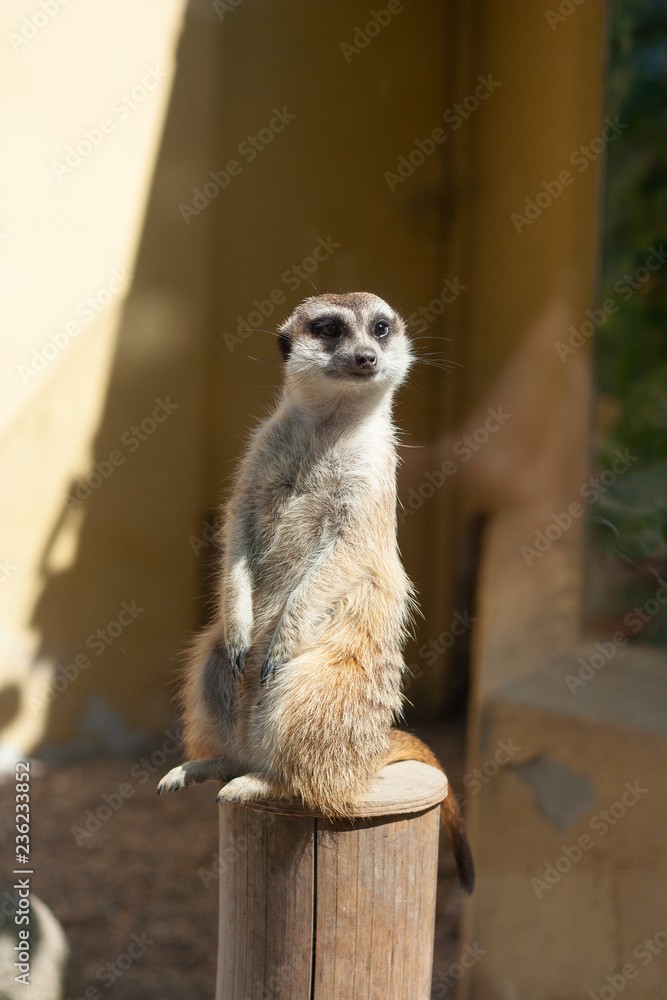 Fototapeta premium Suricata suricatta in zoo