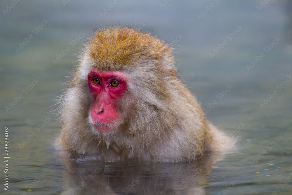 Japanese Snow Monkey bathing in the thermal hot spring waters near Nagano, Japan