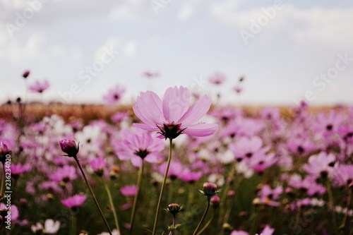 Cosmos Flowers, South Africa