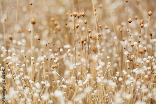 Fototapeta Naklejka Na Ścianę i Meble -  dried field grass and flower in background and nature
