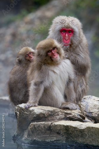 Japanese Snow Monkeys grooming near the thermal hot spring waters in Jigokudani, Japan © Steve Azer