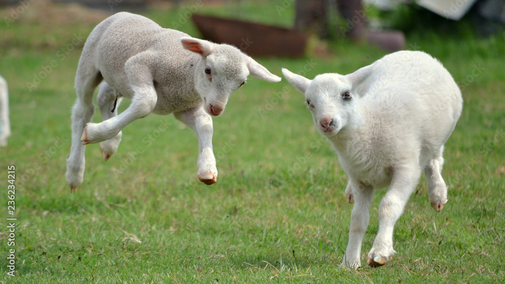 Obraz premium Two Lambs Playing