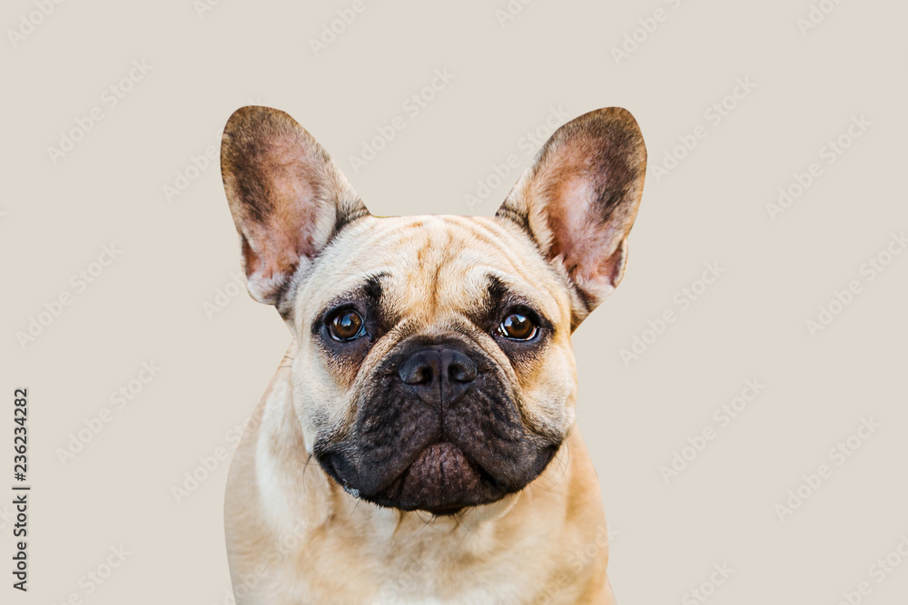 serious french bulldog on an isolated background looking into the camera