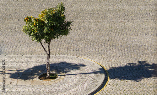 Orange tree in plaza, Faro old town, Algarve, Portugal