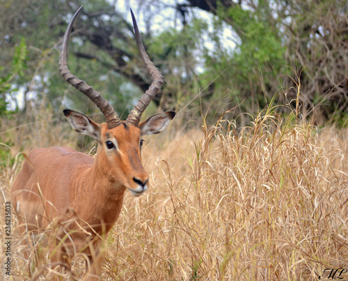 Impala Ram, South Africa