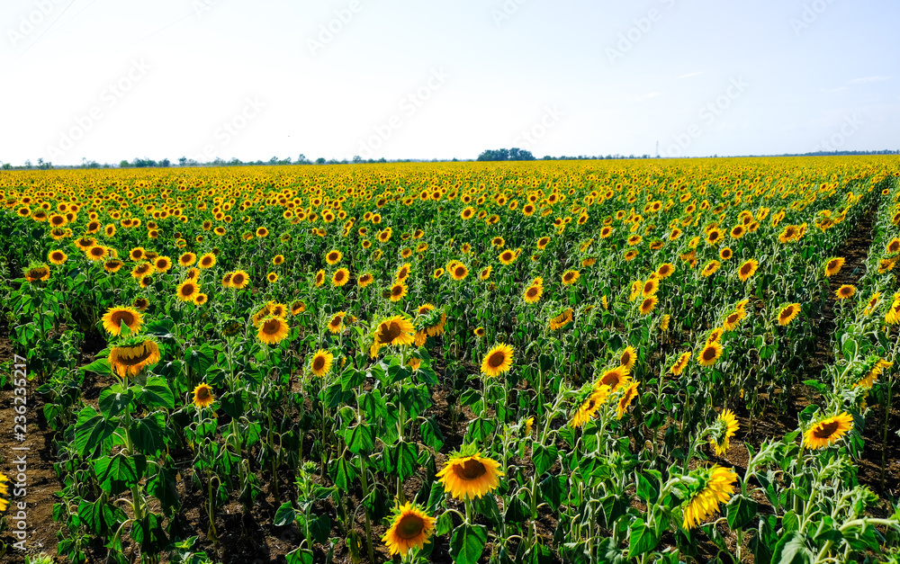Obraz premium Sunflowers