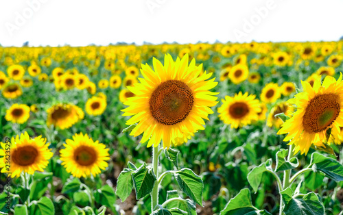 Fototapeta Naklejka Na Ścianę i Meble -  Sunflowers