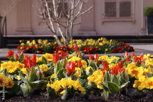 Frühlingsbeet in der Stadt