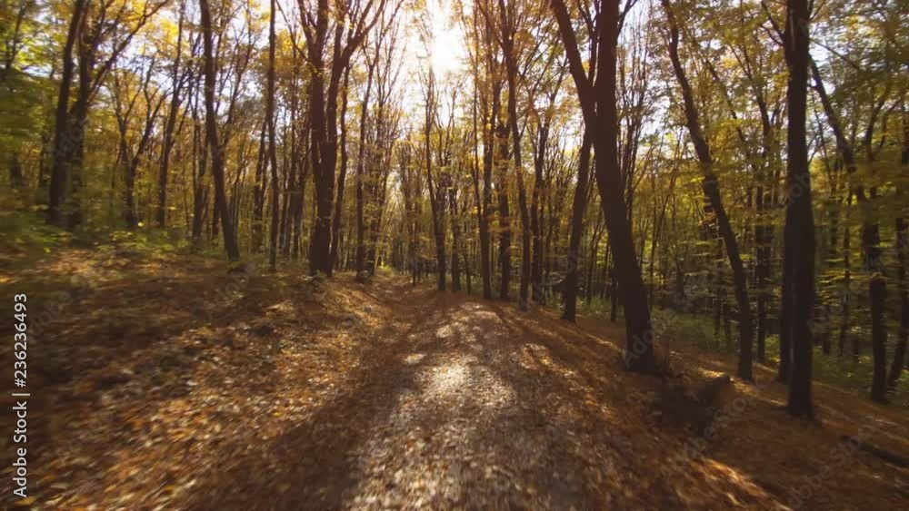 Autumn Bicycle Ride in Forest Ends in a Crash