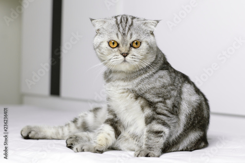 Cat sitting on white bed in the room. © P Stock