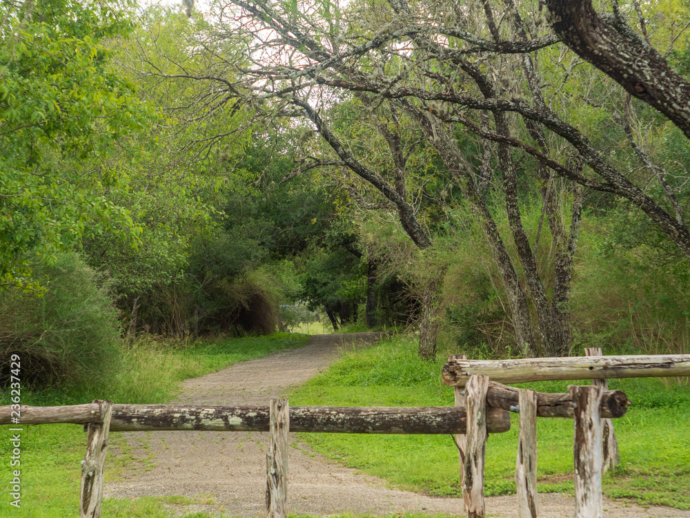 Walking trails in a quiet, serene, peaceful forest park with vibrant green trees and vegetation Walking trails in a quiet, serene, peaceful forest park with vibrant green trees and vegetation