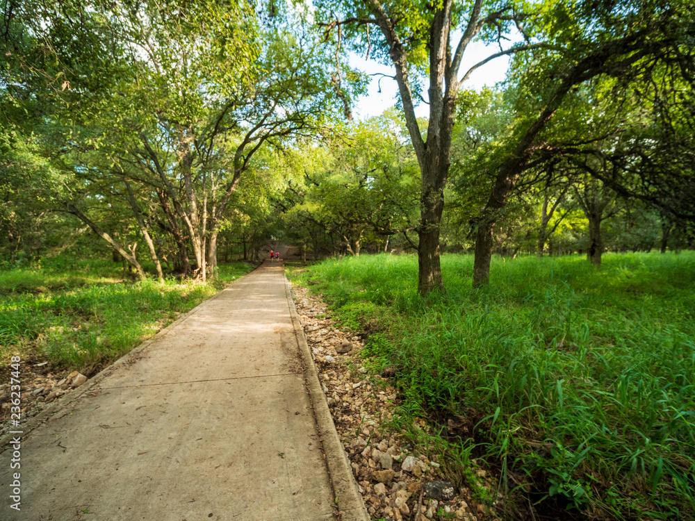 Walking trails in a quiet, serene, peaceful forest park with vibrant green trees and vegetation Walking trails in a quiet, serene, peaceful forest park with vibrant green trees and vegetation