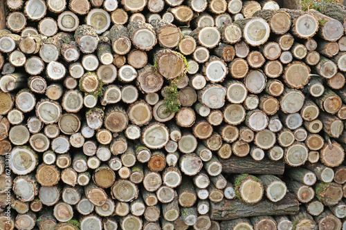 Firewood pile for winter