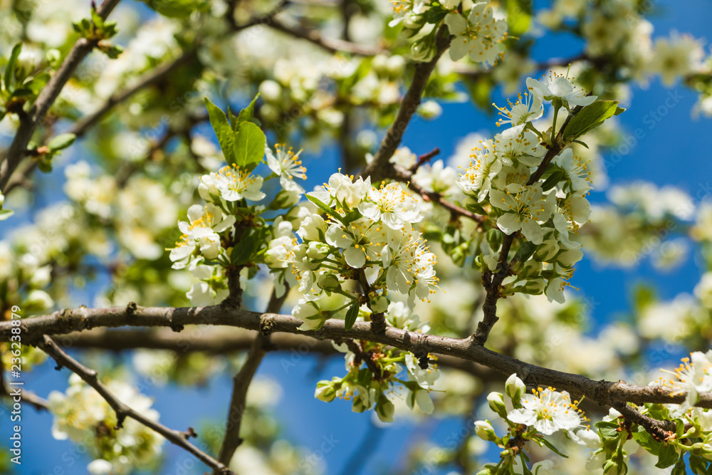 Spring blossom, white flowers at plum tree, closeup. Spring blossom, white flowers at plum tree, closeup.