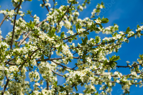 Spring blossom, white flowers at plum tree.