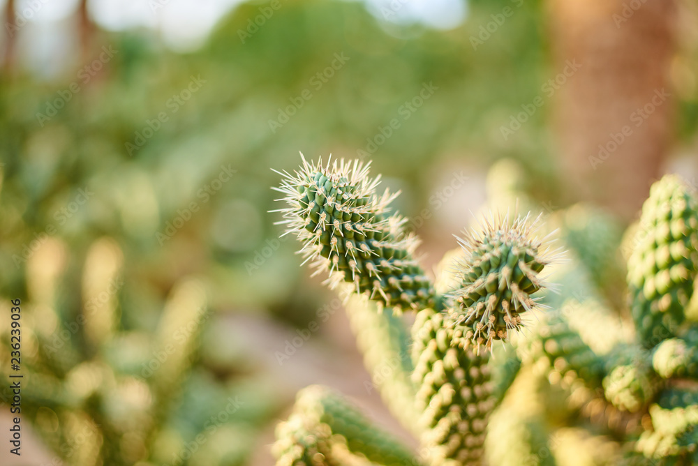 close up of cactus