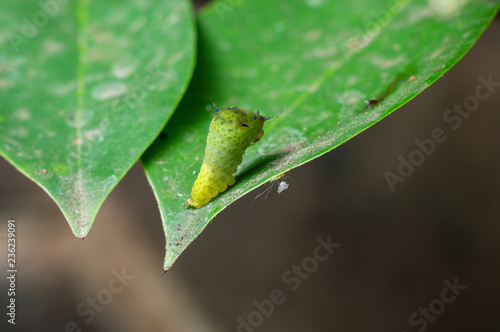 caterpillar baby standing at soursop leaf