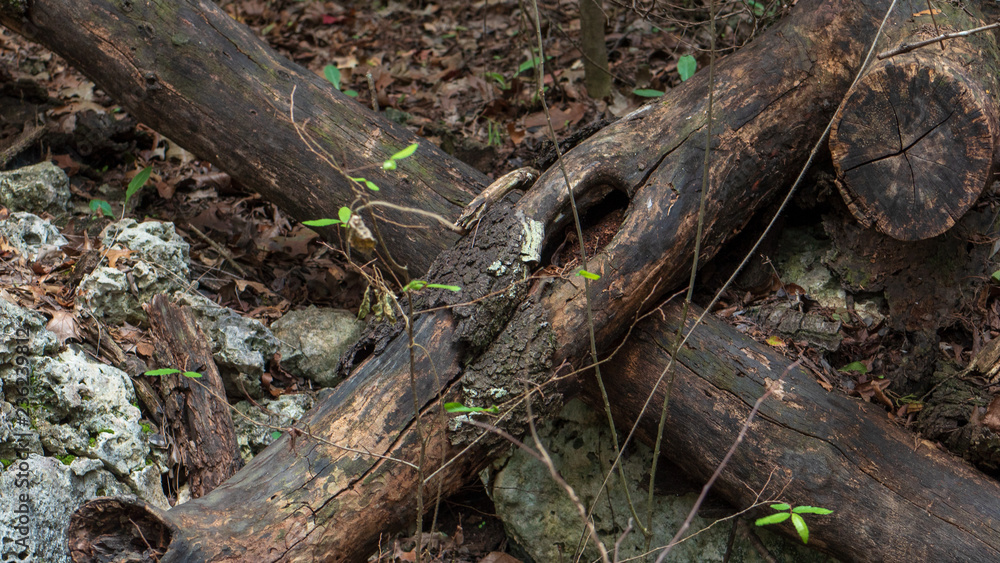 Fallen small trees in a forest making an X formation on the ground Fallen small trees in a forest making an X formation on the ground