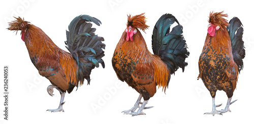 three large orange roosters on white