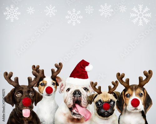 Group of puppies wearing Christmas costumes to celebrate Christmas