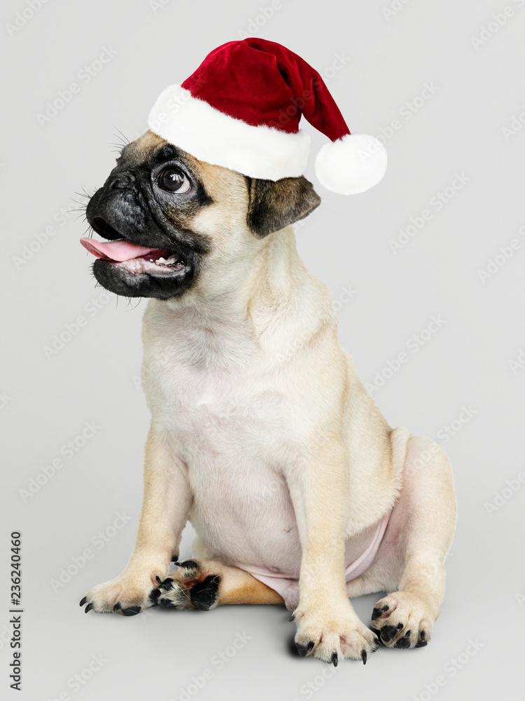 Adorable Pug puppy wearing a Christmas hat