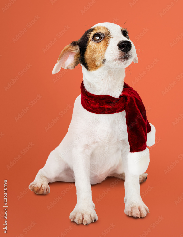 Adorable Jack Russell Retriever puppy wearing a Christmas scarf