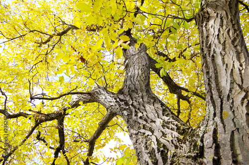 Mächtiger Baum mit goldgelbem Blätterdach in voller Sonne