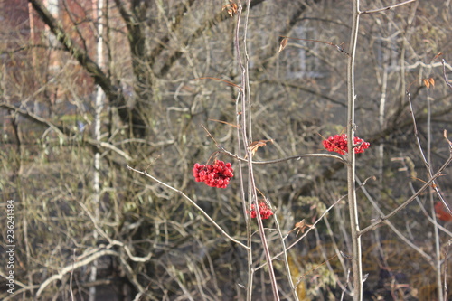 red rowanberry in late fall
