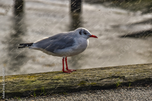 seagull in rain