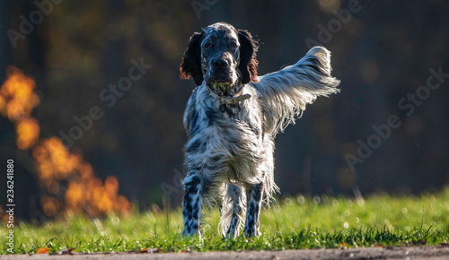 dog in park