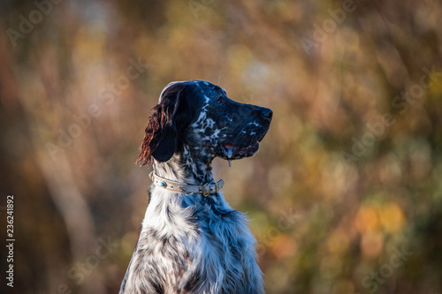 portrait of dog