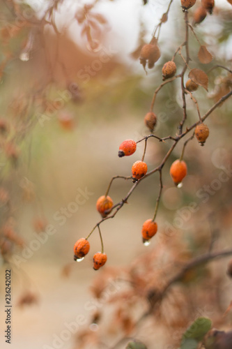 berries of rosehip branch after rain in forest