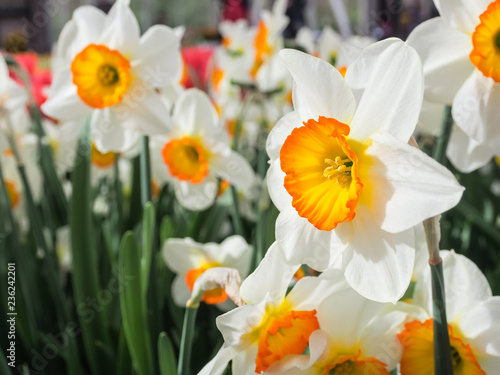 White daffodil flowers, known as Paperwhite