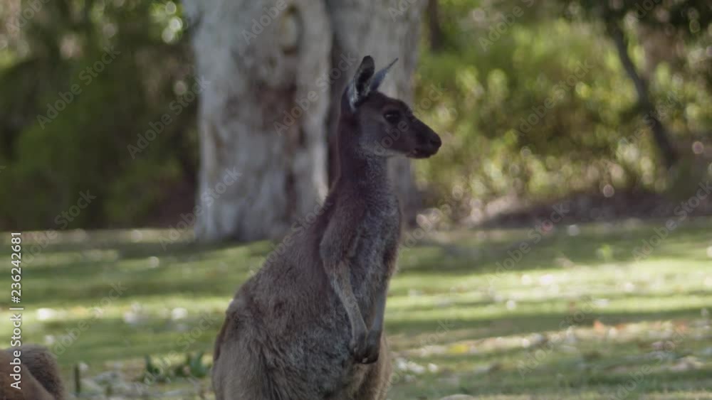 A kangaroo standing upright in front of trees, on a grassed area A kangaroo standing upright in front of trees, on a grassed area