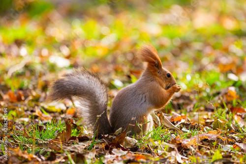 A wild squirrel captured in a cold sunny autumn day, funny cute squirrel is on the tree in autumn park. Colorful nature, fall season concept