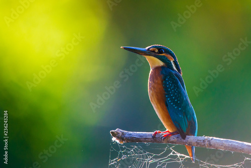 Common European Kingfisher or Alcedo atthis perched on a stick above the river and hunting for fish photo