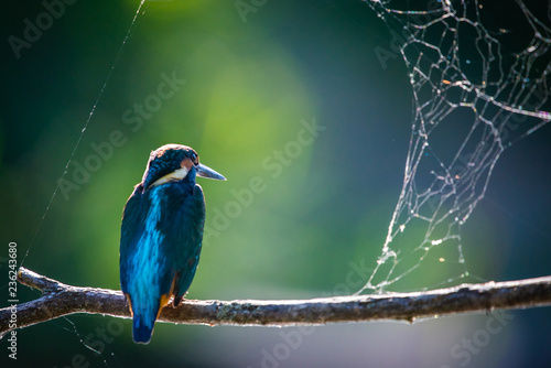 Common European Kingfisher or Alcedo atthis perched on a stick above the river and hunting for fish photo