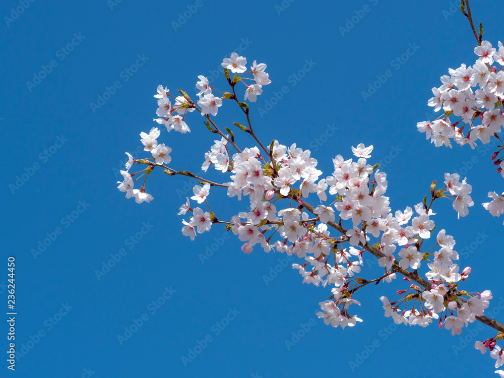 桜