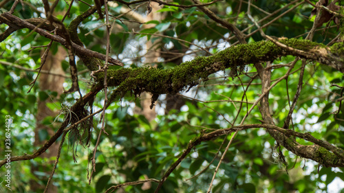 Tree branch covered in green moss in forest