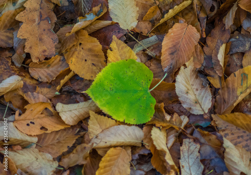 One green leaf in the middle of brown leaves. One green leaf is in the middle of a dead brown leaf.