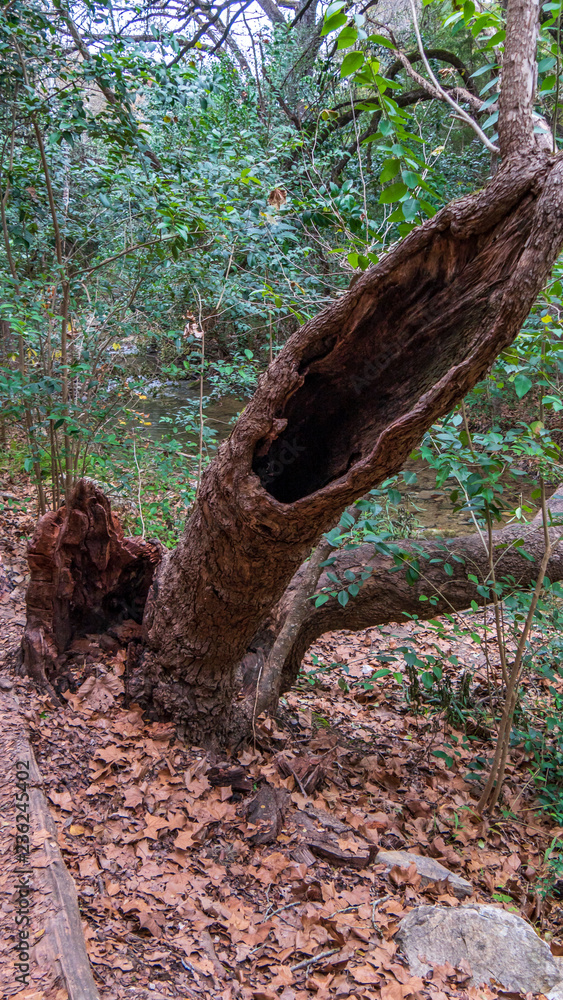 Interesting hypodermic needle shaped hollow old fallen tree in a forest