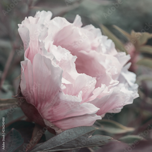 Flower bud of pink peony close-up, stylized
