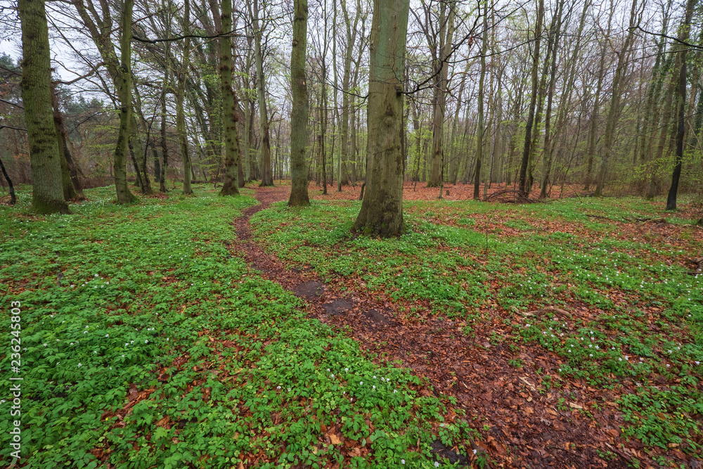 Wald in der Boddenlandschaft auf dem Darß Wald in der Boddenlandschaft auf dem Darß
