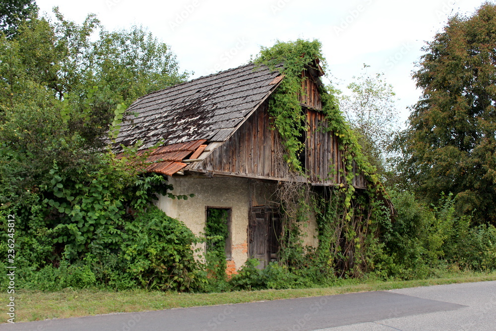 Abandoned old wooden house with broken doors, windows and roof tiles completely overgrown with crawler plants and other forest vegetation next to patched asphalt road on warm summer day