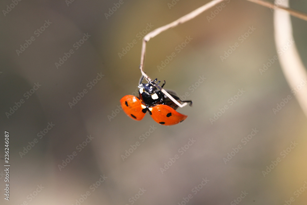 Naklejka premium biedronka